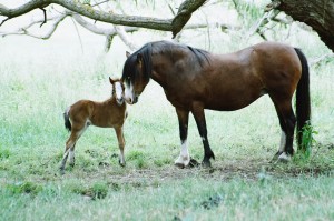 D. Lucia and filly foal