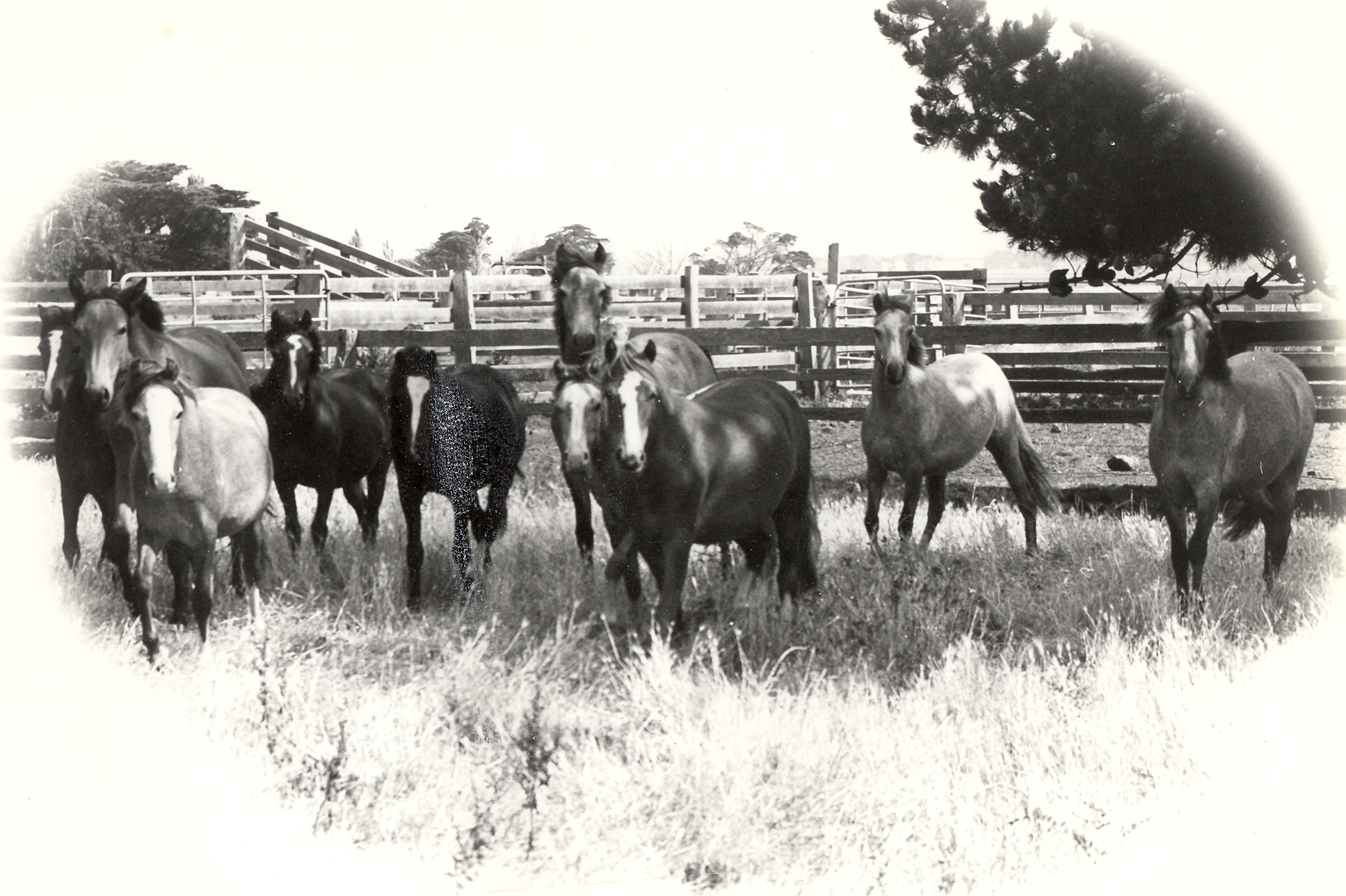 Dalgangle Stud at Warrong