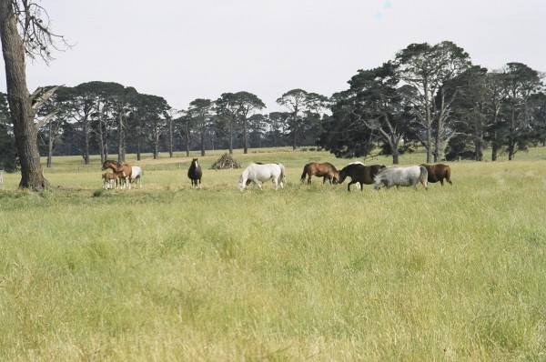 Dalgangle Stud at Ashmore Farm