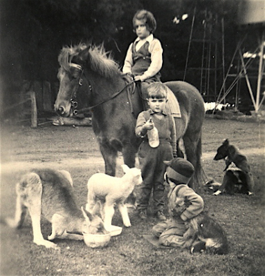 Animals at Dalgangle