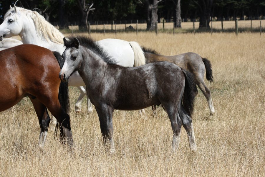 Sunwillow Roscoe x Dalgangle Lady Luck Colt